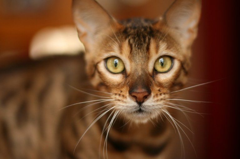 bengal-cat-2546758_1280.jpg