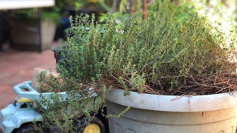 Thyme in a pot