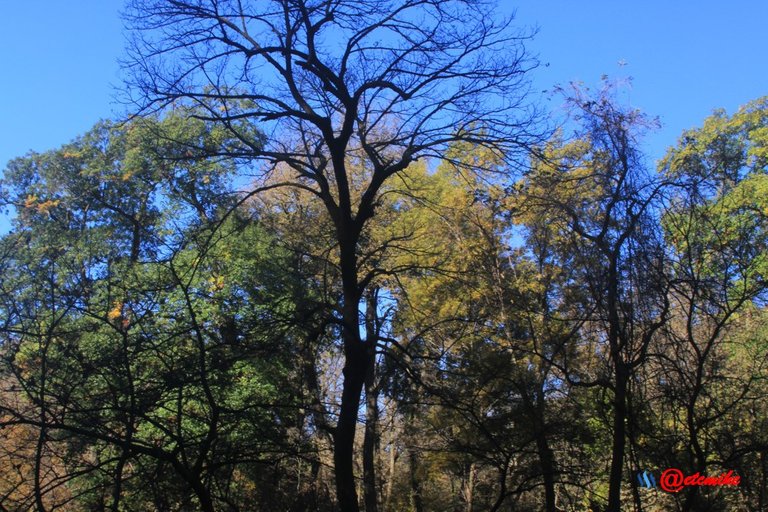 fall trees colors landscape fall-colors fontenelle-forest Fall02084.jpg