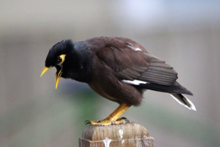 myna-bird.jpg