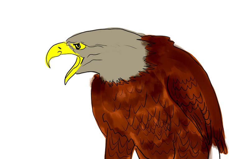 eagle(351).jpg