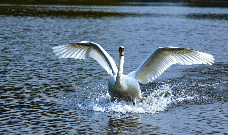 swan rufford park.JPG