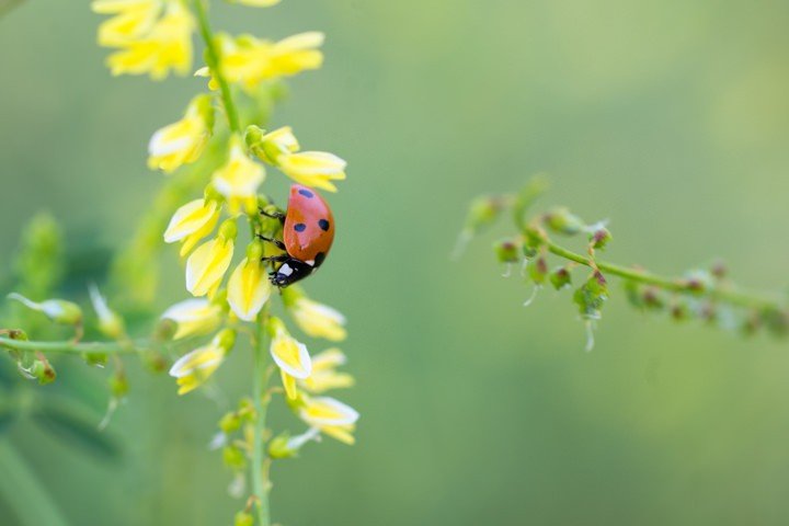 makro-foto (8).jpg