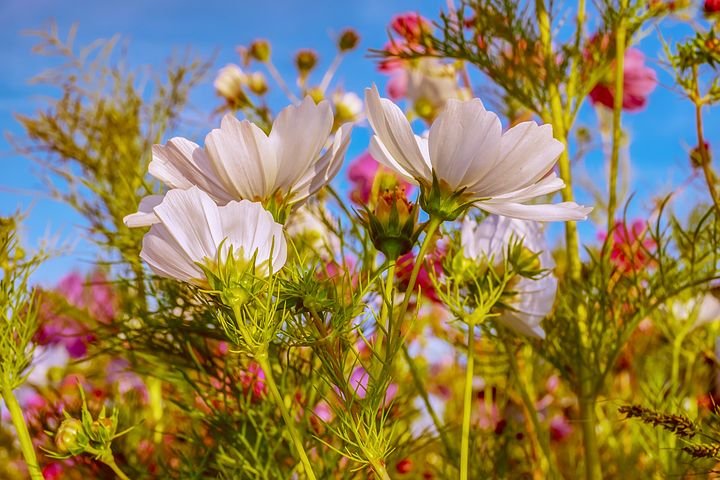 cosmea-3569133__480.jpg