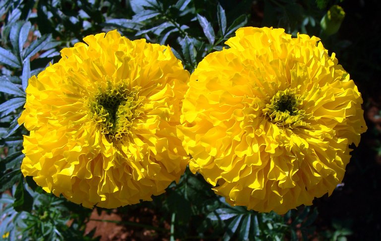 marigold-172692.jpg