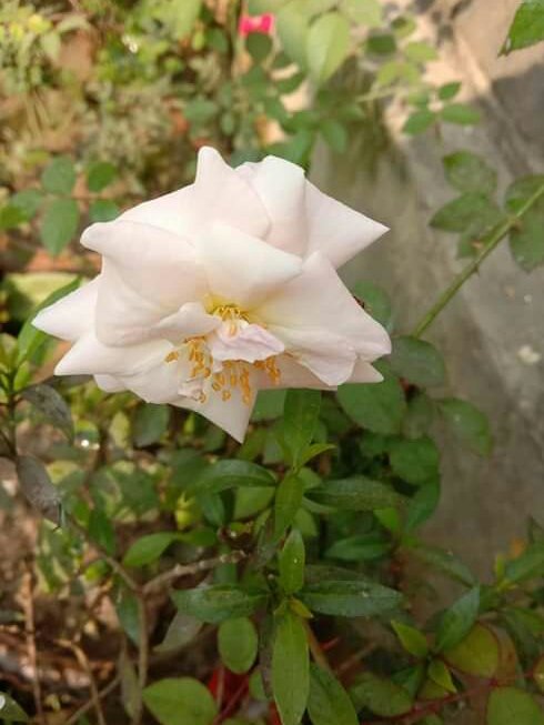 1580399887354_adobe.jpg