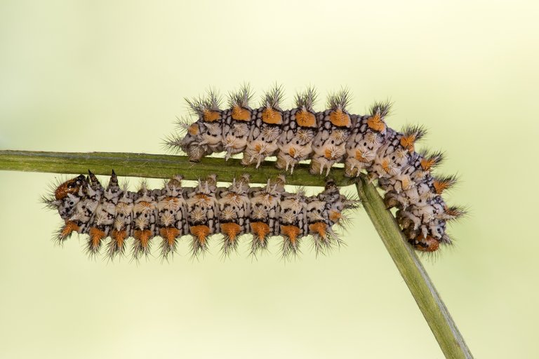 Rote Scheckenfalter (Melitaea didyma)_CI4A8080-BF.jpg