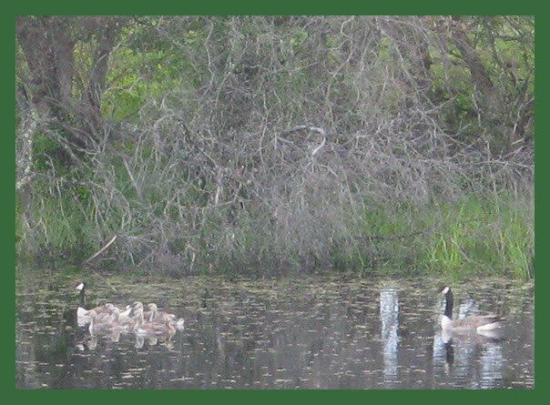 Goose family with goslings on pond.JPG