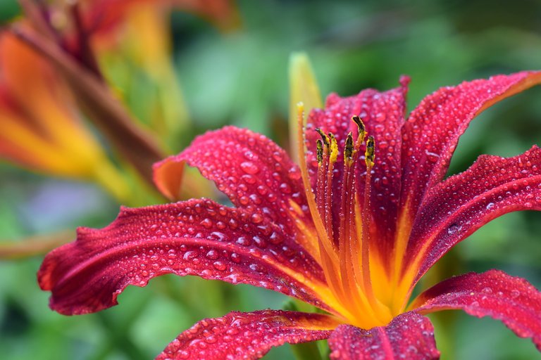 lily-3495722_1920.jpg