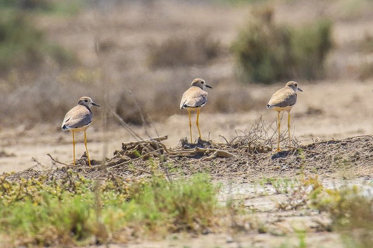 White-tailed Lapwing.jpg