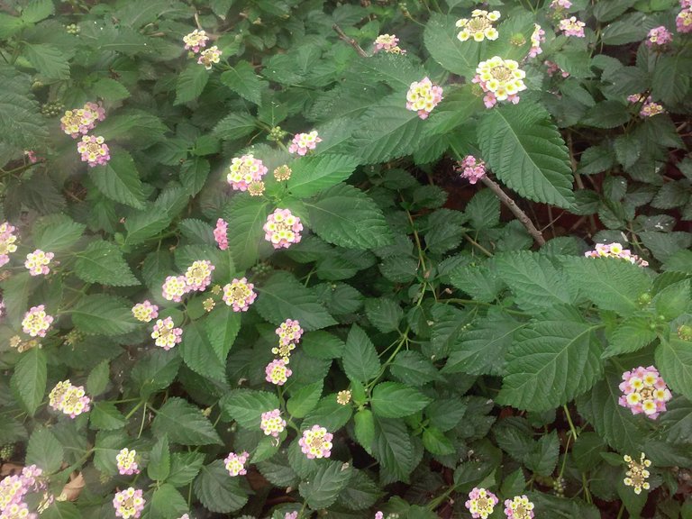 20180630_115510.jpg