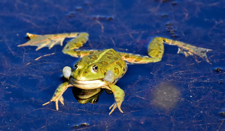 frog-3509389_1920.jpg