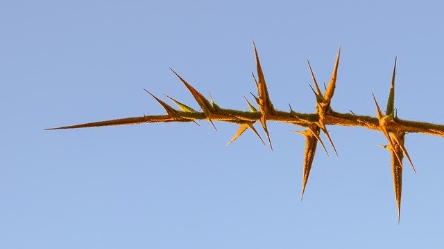 thorns-2487839_640.jpg