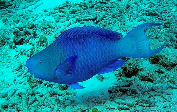 PB290221-BlueParrotfish.jpg