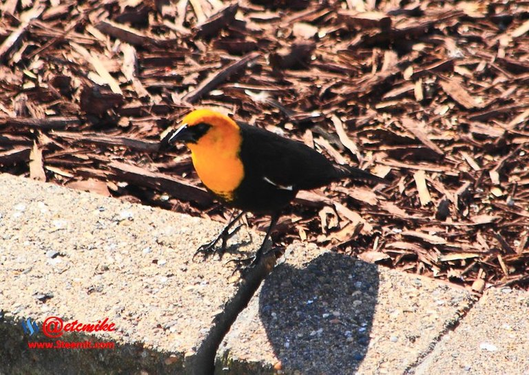 Yellow-headed Blackbird PFW60.jpg