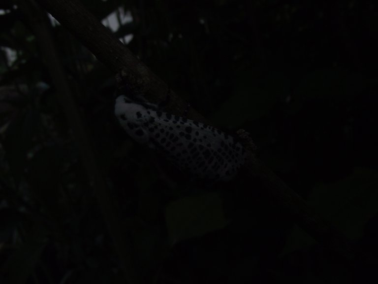 DSCF1317.JPG