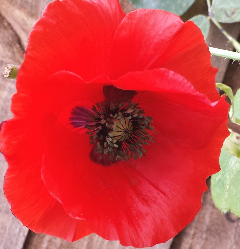 Double red poppy.jpg