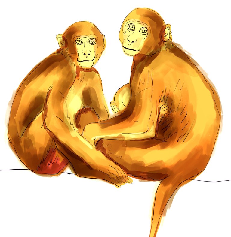 monkey(430).jpg