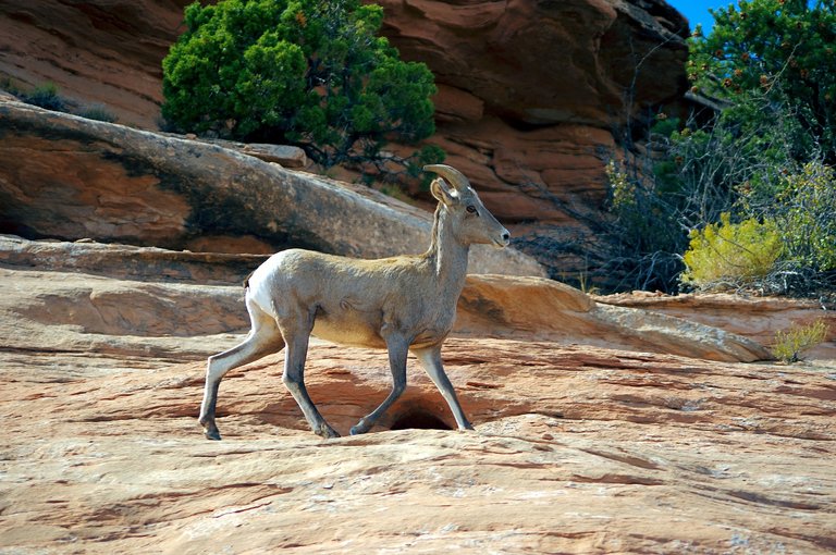 female-desert-bighorn-sheep-3817869_1920.jpg