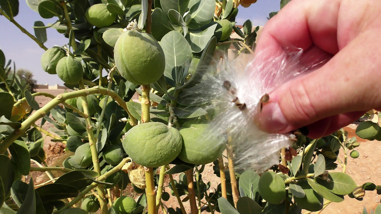 videoblocks-seeds-of-apple-of-sodom-calotropis-procera-a-tree-in-the-desert_rwwz8qviz_thumbnail-full01.png