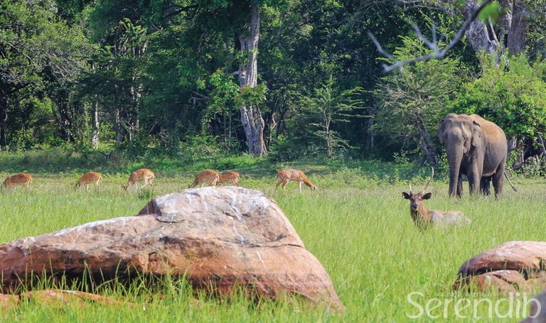 An elephant amidst a herd of deer in Kumana.jpg