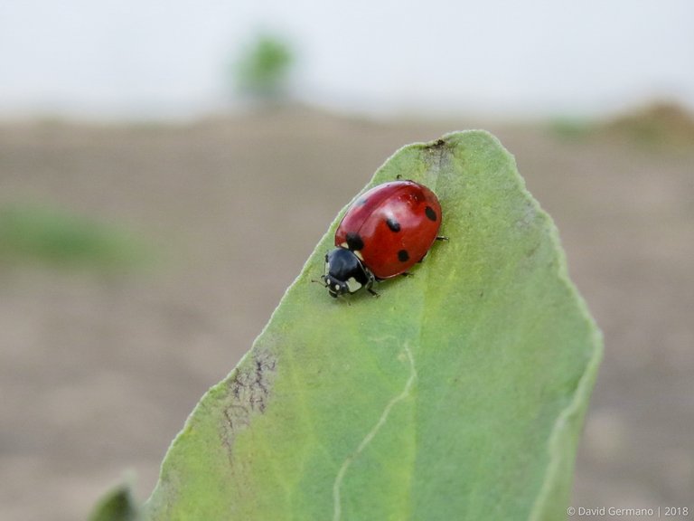 Coccinella septempunctata (2).jpg