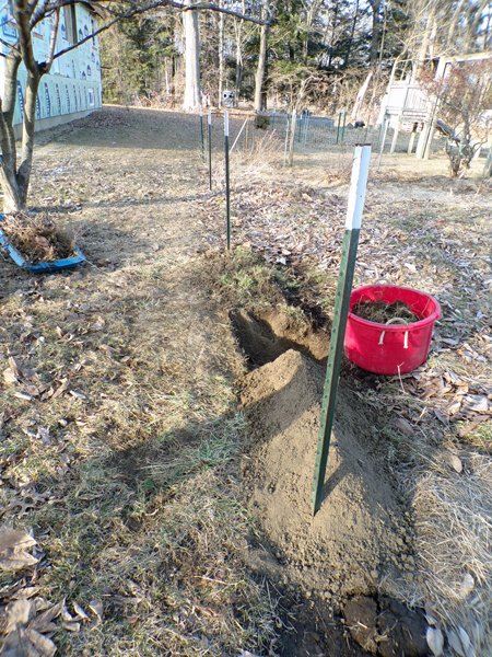 Big garden - fence line started crop February 2020.jpg