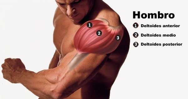 musculos-del-hombro.jpg