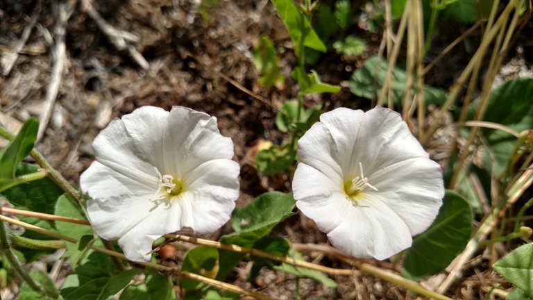 Hedge Bindeweed - Field Morning Glory.jpg