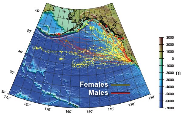 ElephantSealMigrationUCSC.jpg