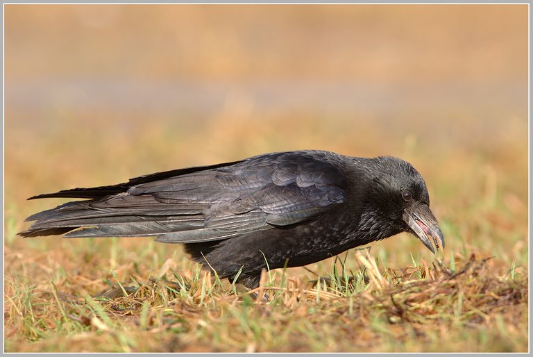 (Corvus corone corone),.jpg