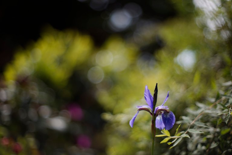 Iris garden bokeh.jpg