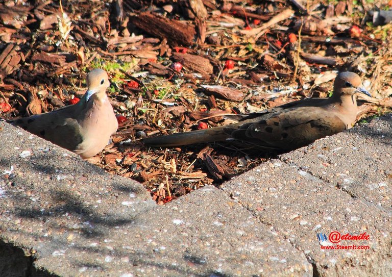 Mourning Dove IMG_0157.JPG