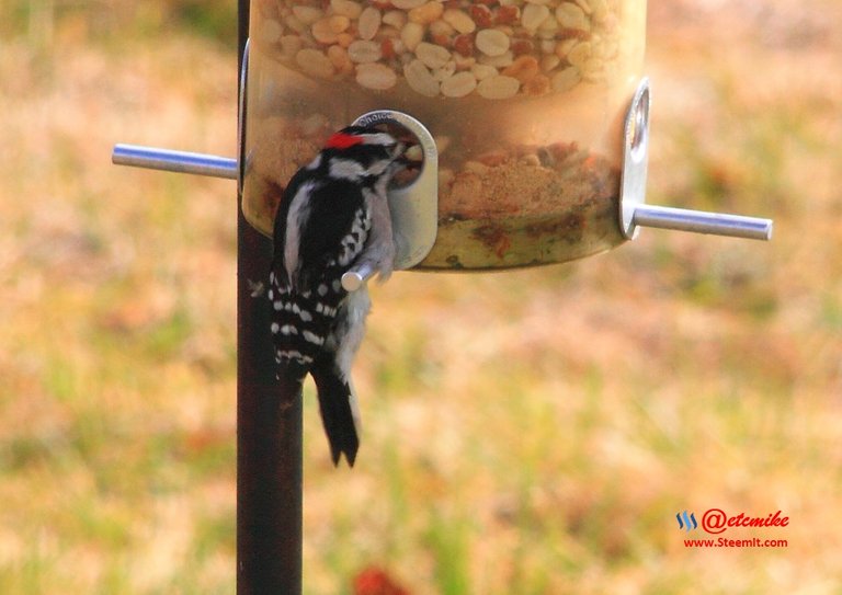 Downy Woodpecker IMG_0119.JPG