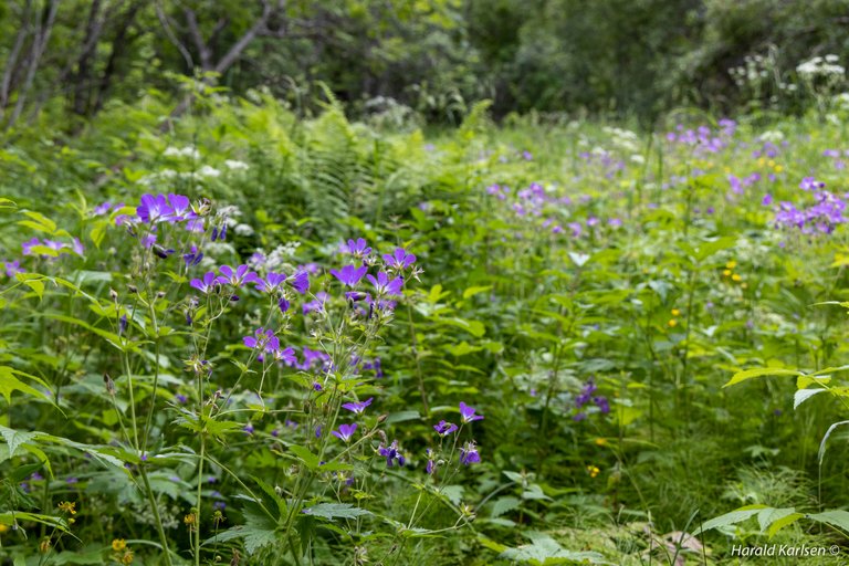 Skogsblomster-4.jpg