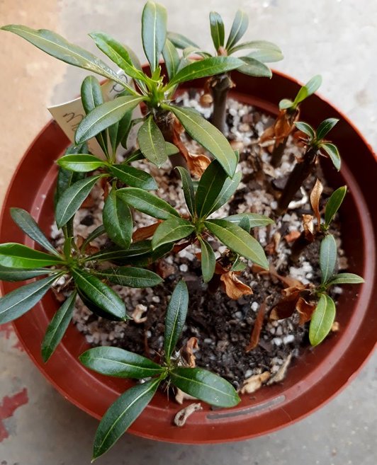 pachypodium seedlings.jpg