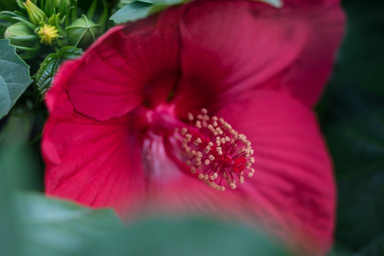 09-06-2018-hibiscus-bokeh-05933.jpg