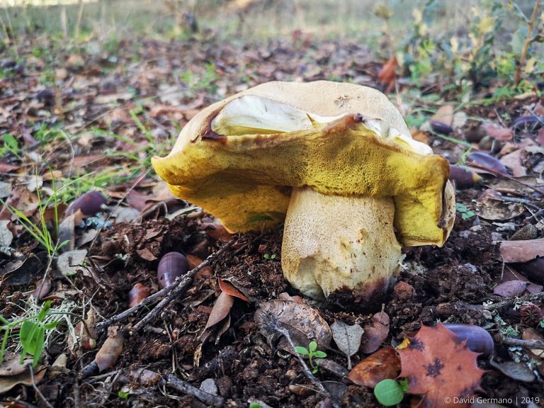 Boletus impolitus (1).jpg