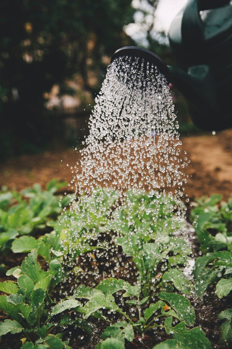 veg garden.jpg