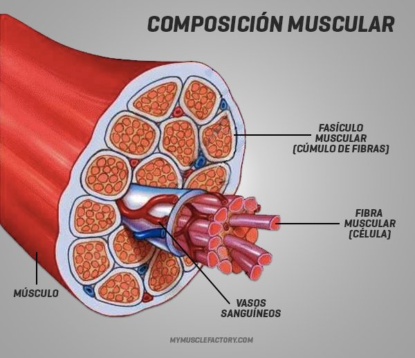 composicion-muscular.jpg