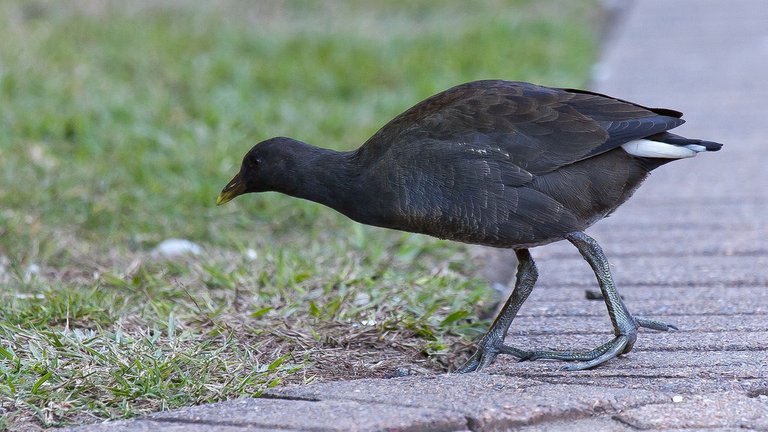 7460710472-brisbanecity-botanic-gardensbird (FILEminimizer).jpg