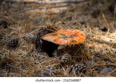 mushrooms-forest-hiding-mushroom-pickers-260nw-2162568887.webp