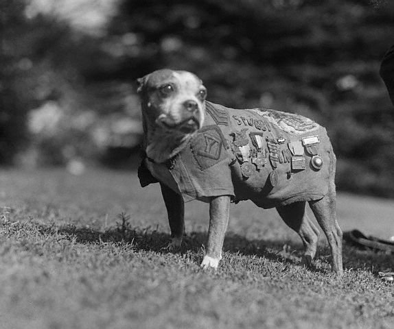 Sergeant Stubby decorated dog ww1.jpg