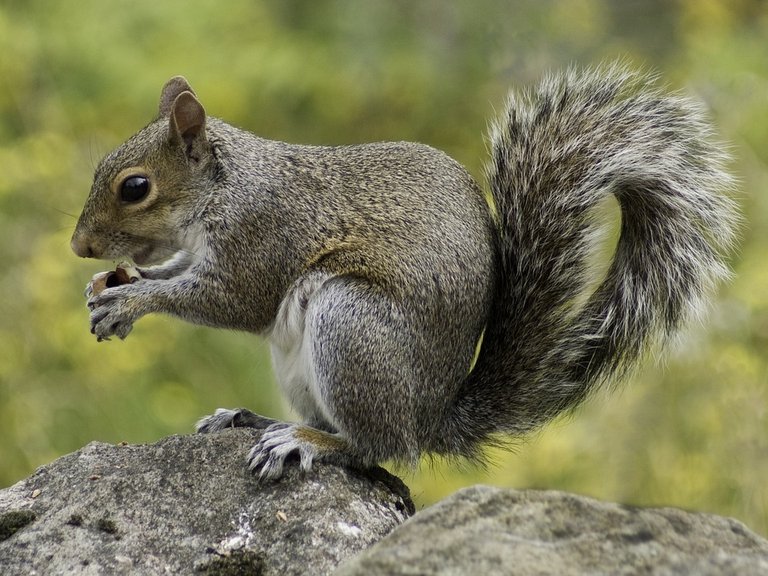 squirrel-498139_960_720.jpg