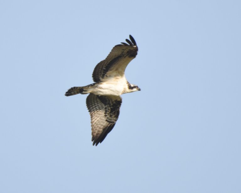 Juv osprey.JPG