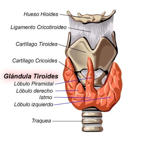 Dibuixtiroides.jpg