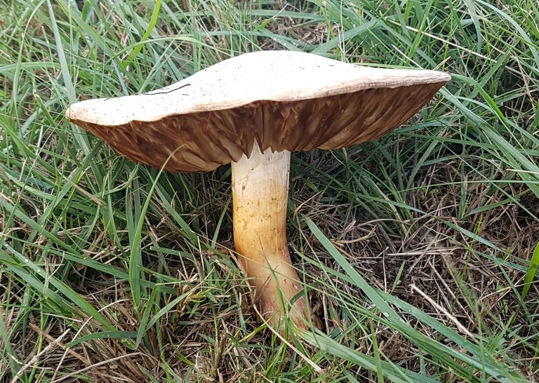 ediblemushroom.jpg