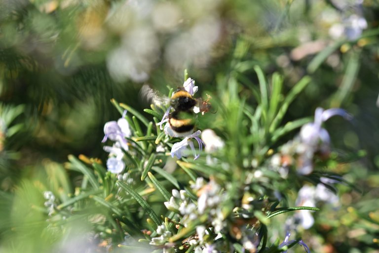 bumblebee rosemary 1.jpg