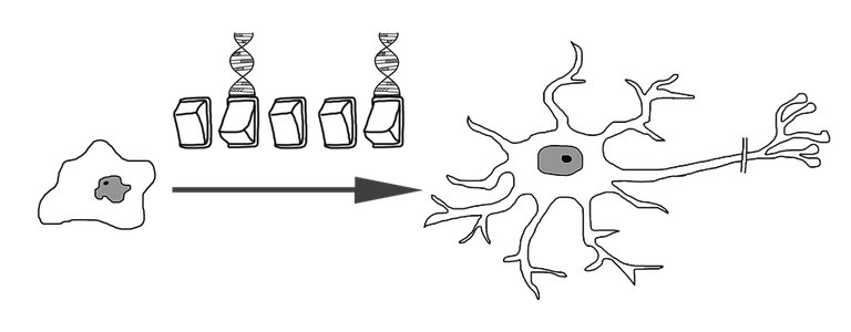 neural-differentiation-1333354_960_720.png