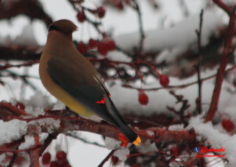 Cedar Waxing IMG_0058.JPG